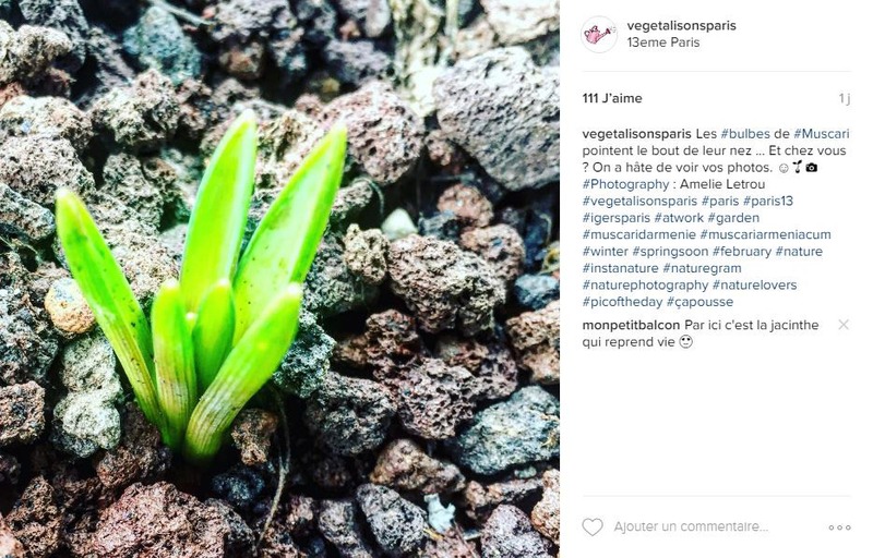 visuel concours instagram graines.jpg